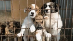 Wolter kaszel u psów: objawy i leczenie, zapobieganie